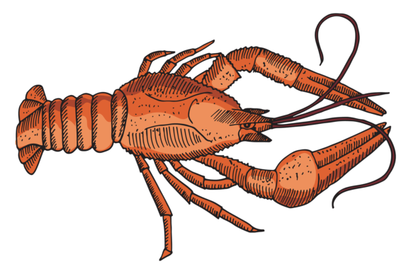 Download Red Lobster Drawing. Seafood Restaurant - Premium Resources